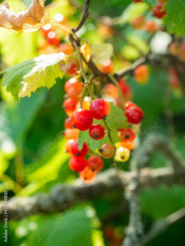 Close-up of a red currant ripening on a branch. Delicious and healthy berries in natural conditions