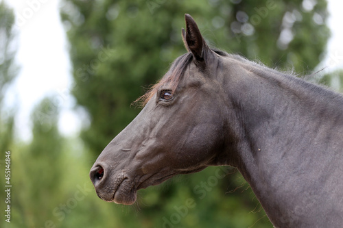 Fototapeta Naklejka Na Ścianę i Meble -  Head shot of a purebred morgan horse at a rural ranch
