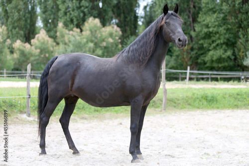 Head shot of a purebred morgan horse at a rural ranch