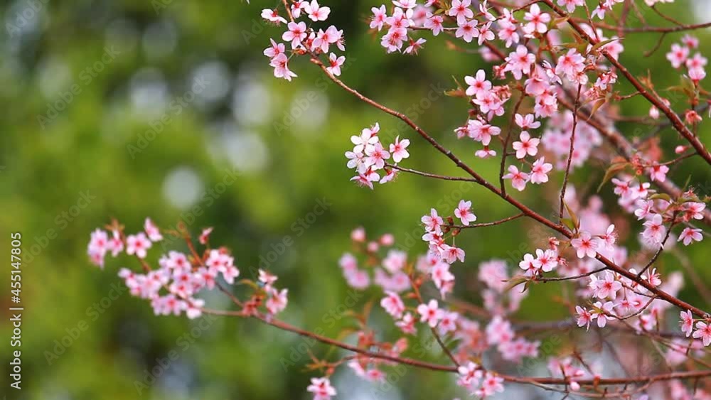branch of pink sakura blossoms at phu lom lo mountain thailand branch of pink sakura blossoms at phu lom lo mountain thailand