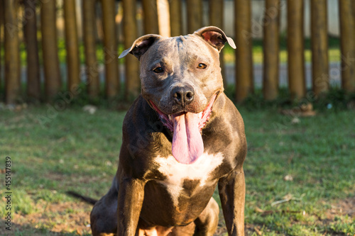 Canvas Print Pit bull dog playing and having fun in the park at sunset