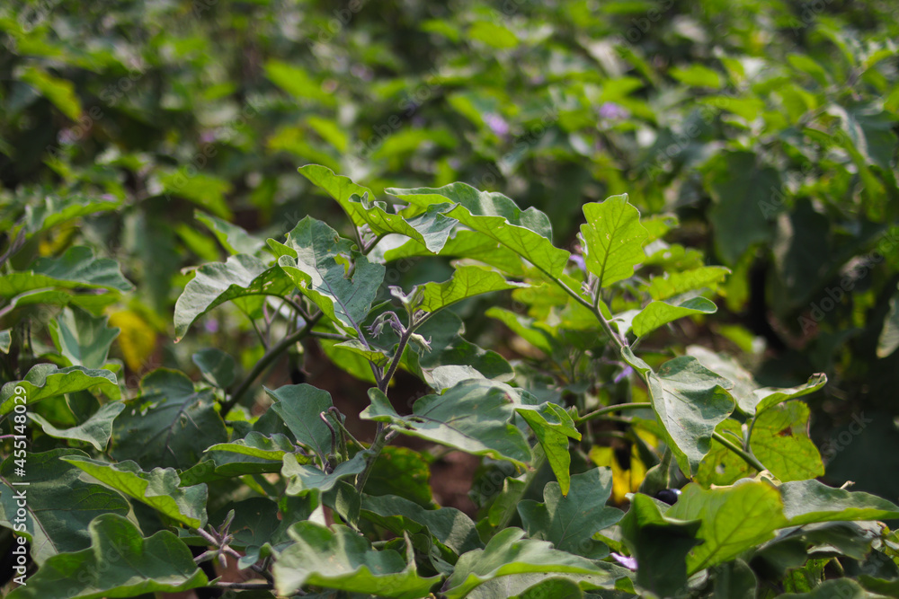 Close-up view of purple eggplant fields in Indonesia Close-up view of purple eggplant fields in Indonesia