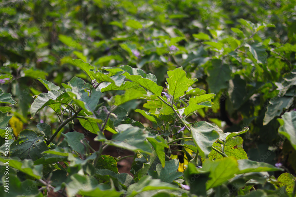 Close-up view of purple eggplant fields in Indonesia Close-up view of purple eggplant fields in Indonesia
