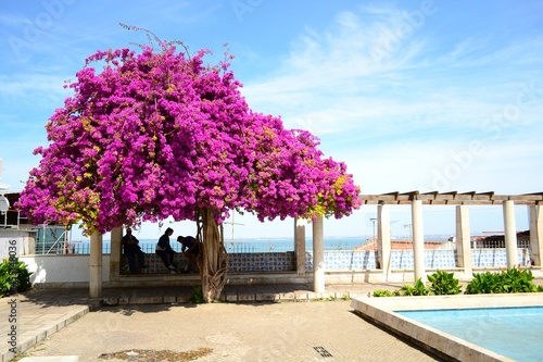 bougainvillea in portugal