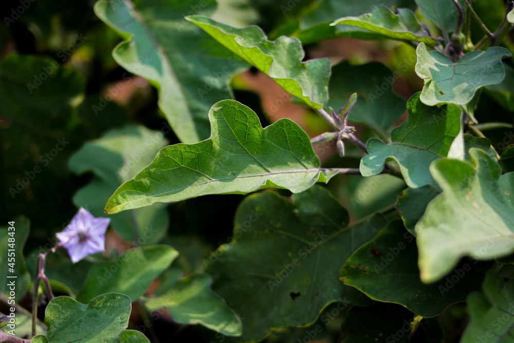 Purple eggplant flowers blooming in the fields. Purple eggplant flowers blooming in the fields.