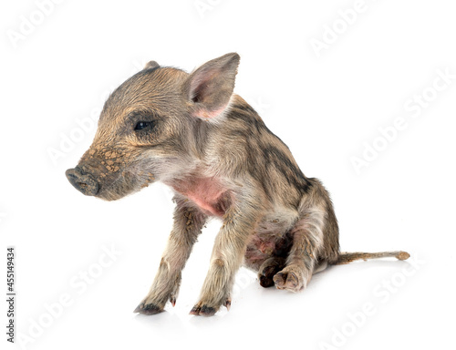 Miniature pig in studio photo