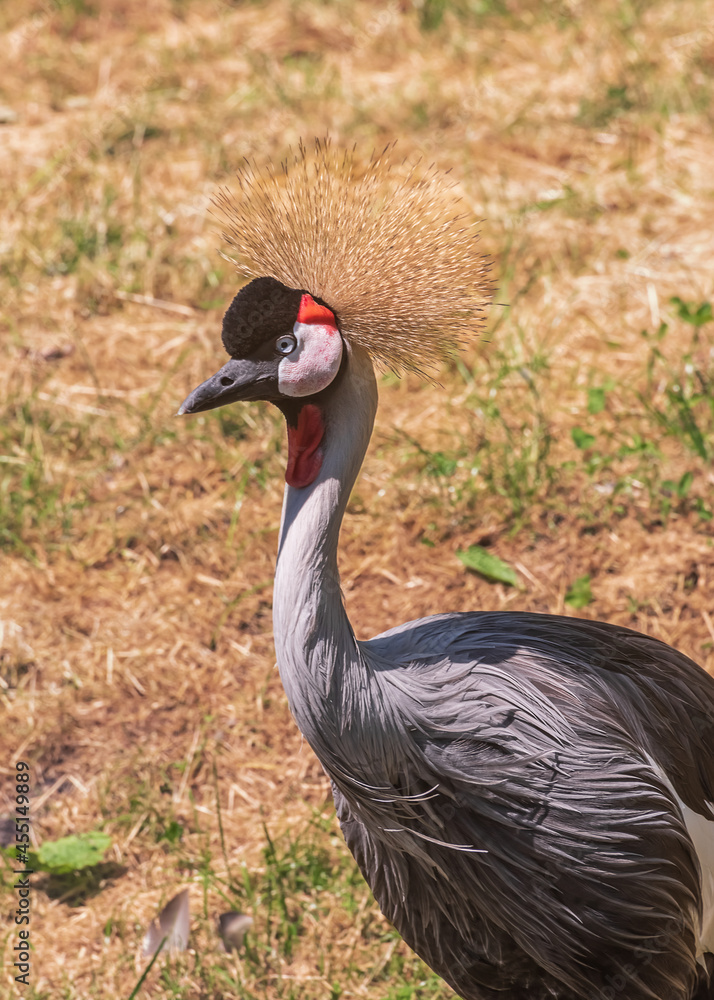 Fototapeta premium Grey Crowned Crane, African crowned, East African crane. Portrait Vertical photo