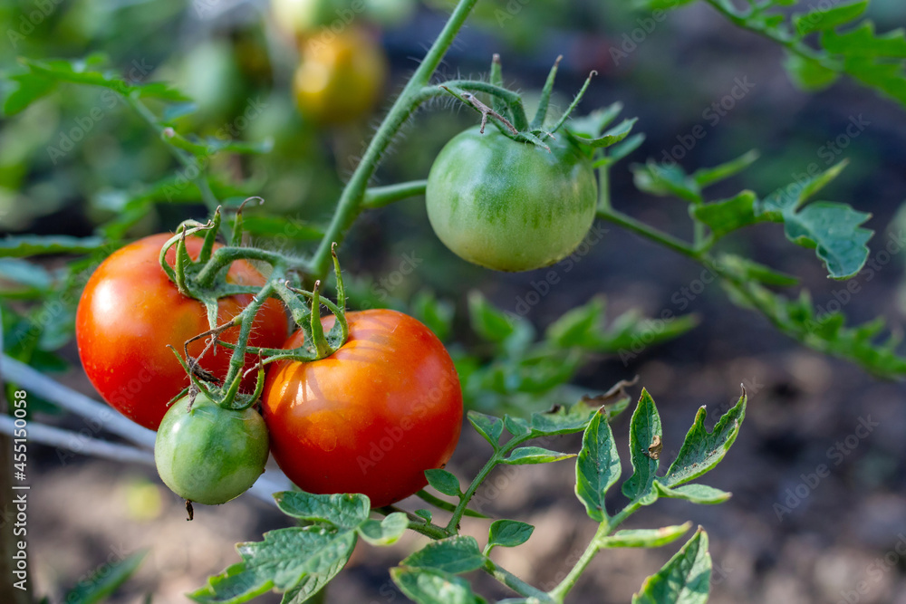 tomatoes in the garden, tomatoes in a greenhouse, tomatoes on the vine tomatoes in the garden, tomatoes in a greenhouse, tomatoes on the vine