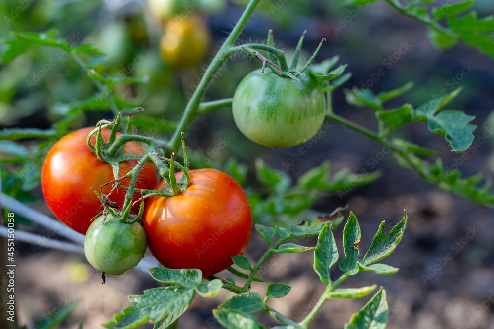 tomatoes in the garden, tomatoes in a greenhouse, tomatoes on the vine