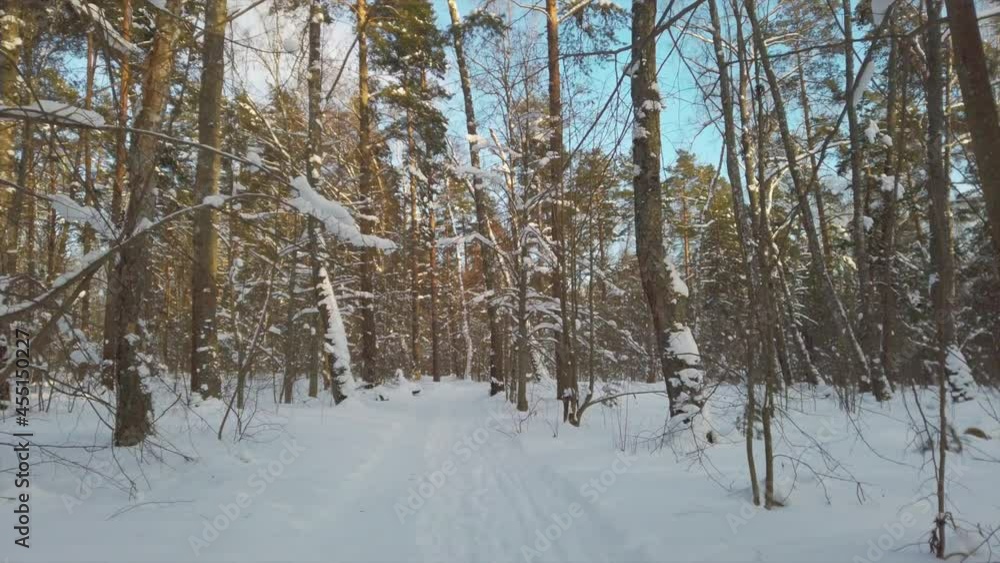 Fresh white snow in winter forest at sunny day. Winter road. Fresh white snow in winter forest at sunny day. Winter road.