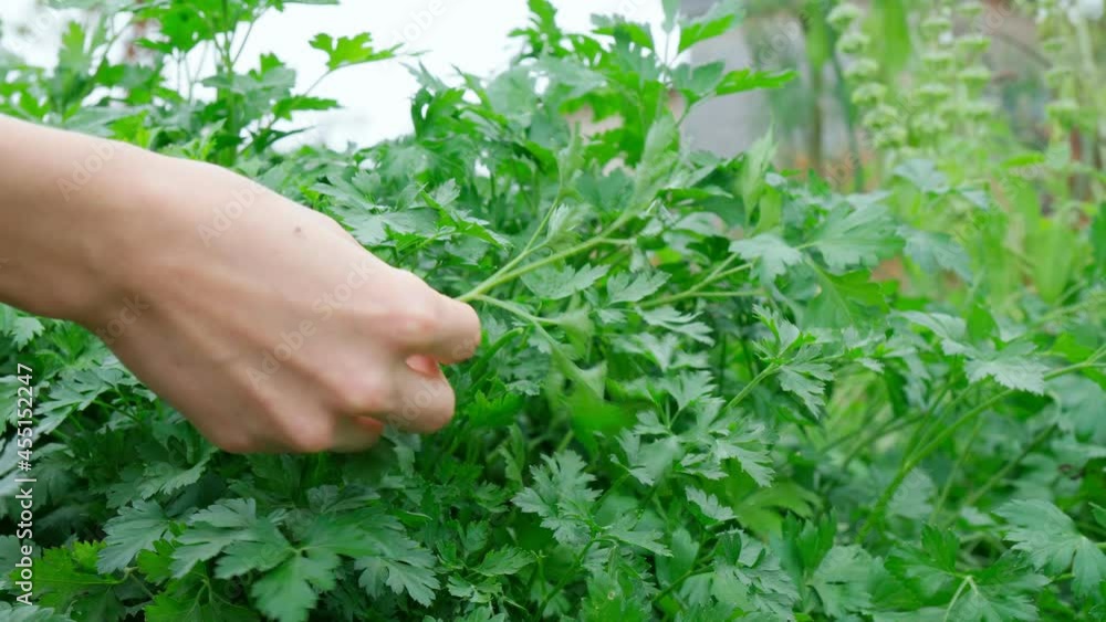 Harvesting celery in the field. Organic produce harvested from the garden. Harvesting celery in the field. Organic produce harvested from the garden.