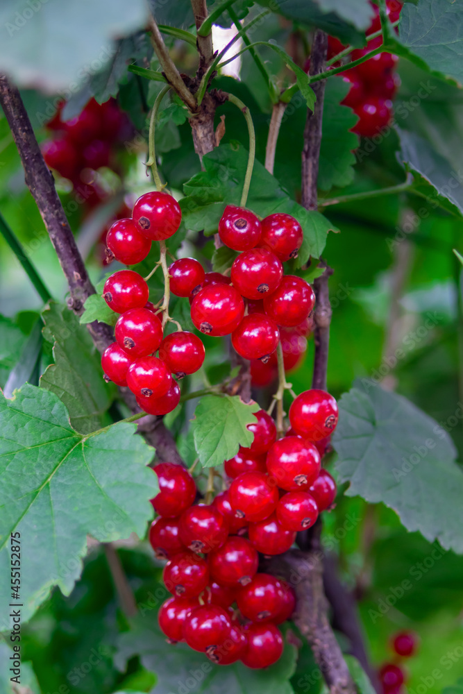 Close up view of red currant (Ribes rubrum, Grossulariaceae), horticulture, harvest. A beam of red berries with a small green leaf. Vertical photo. Close up view of red currant (Ribes rubrum, Grossulariaceae), horticulture, harvest. A beam of red berries with a small green leaf. Vertical photo.