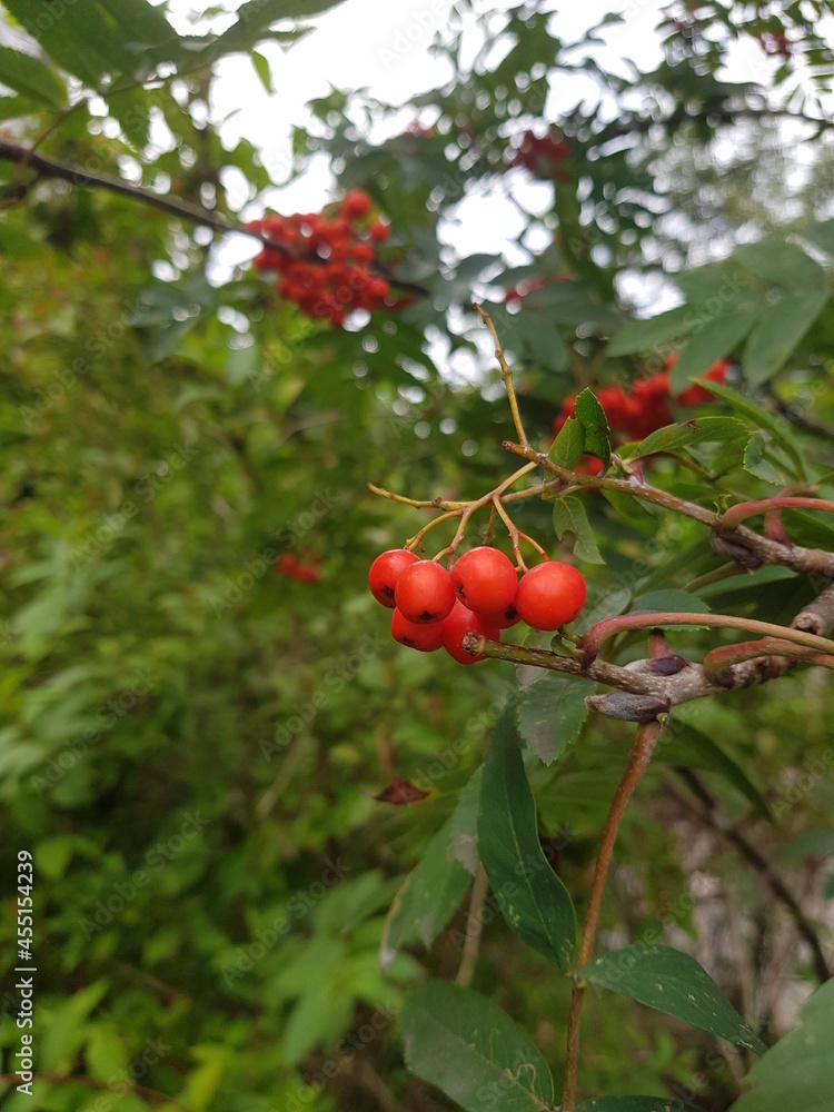 red berries on a bush