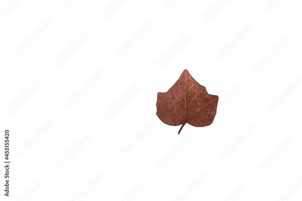 Autumn leaf on an isolated white background. Autumn leaf on an isolated white background.