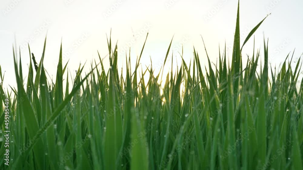 Green stems of long grass and light shining web against back sunlight and bright blue sky in summer morning in countryside macro Green stems of long grass and light shining web against back sunlight and bright blue sky in summer morning in countryside macro