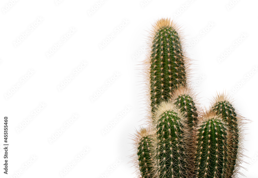 Green cacti on white isolated background. Exotic plants. Green cacti on white isolated background. Exotic plants.