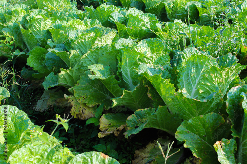 Naklejka premium Fresh green Chinese cabbage or Napa Cabbage in the fields in the morning ready to harvest by Indonesian local farmers.