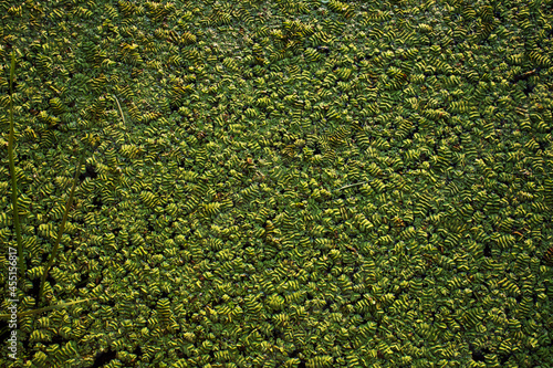 green marsh surface