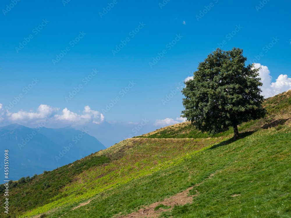 Lonely tree in the italian alps of Lake Como
