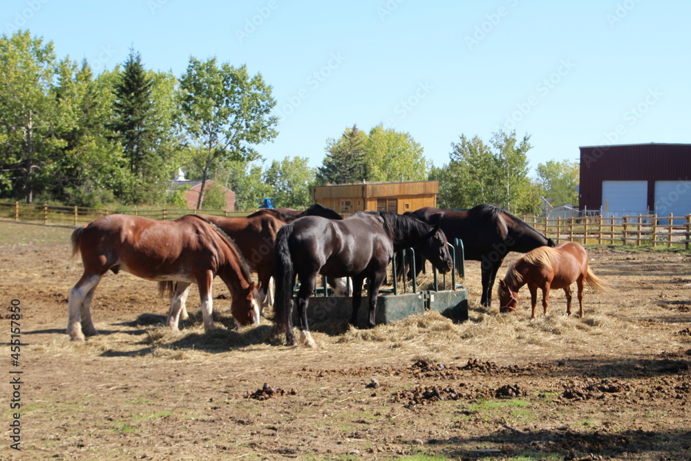 Feeding Horses, Fort Edmonton Park, Edmonton, Alberta Stock Photo