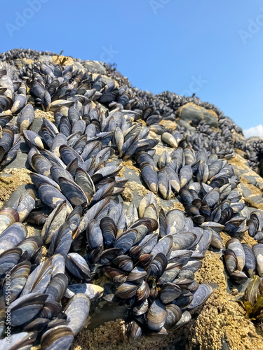 Colony of clams of mussels on rocks in the wild, during law tide.