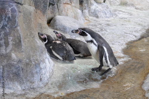 penguins
