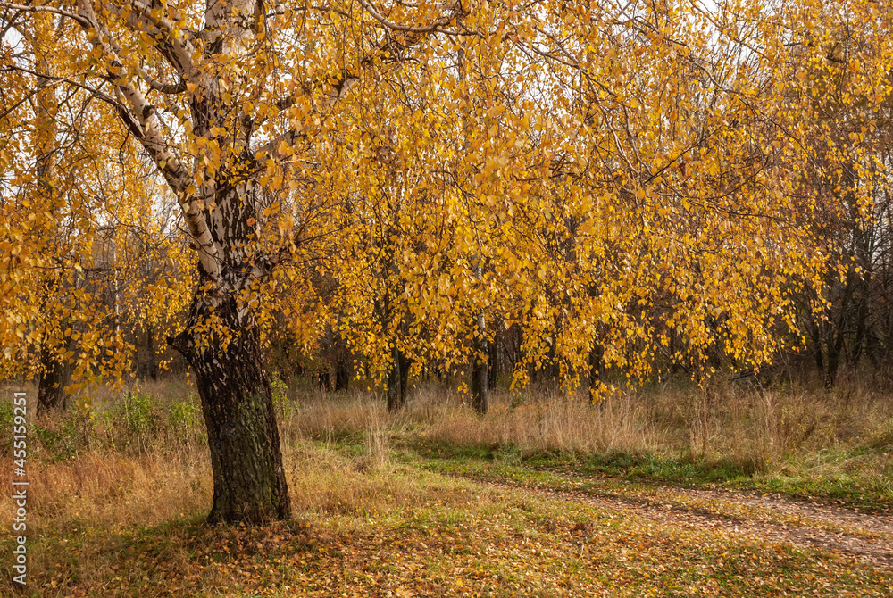 Autumn black white birch tree forrest landscape