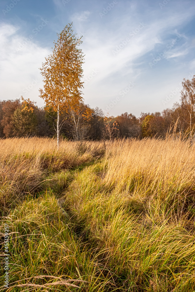 Autumn black white birch tree forrest landscape Autumn black white birch tree forrest landscape