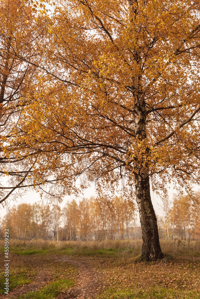 Autumn black white birch tree forrest landscape