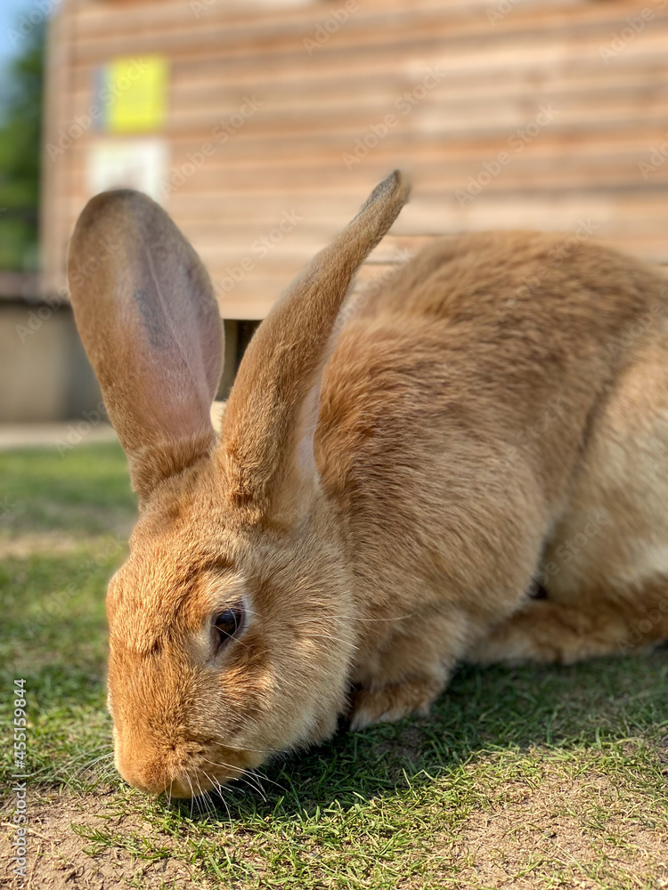 Riesenkaninchen auf der Wiese beim Fressen Riesenkaninchen auf der Wiese beim Fressen