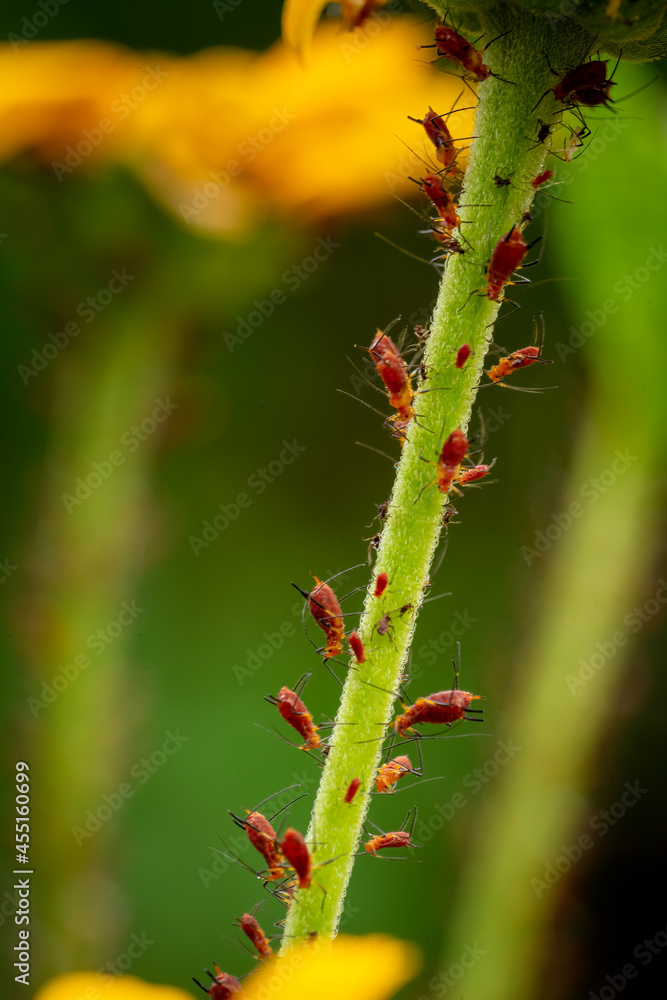 Box Elder Nymph bugs on a false sunflower stem and flower. Macro with selective exposure bokeh. Box Elder Nymph bugs on a false sunflower stem and flower. Macro with selective exposure bokeh.