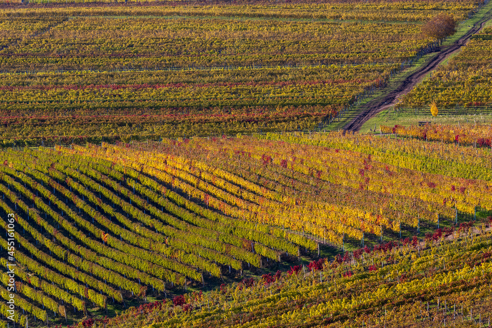 Autumn in moravian vineyards near Velke Bilovice, Southern Moravia, Czech Republic