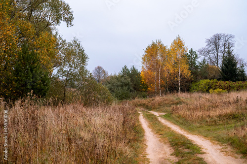 Country autumn landscape in central Russia. Rural road, field with dry plants and birch trees with yellow leaves