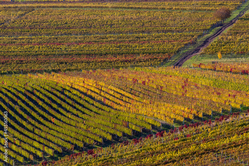 Autumn in moravian vineyards near Velke Bilovice, Southern Moravia, Czech Republic © Richard Semik
