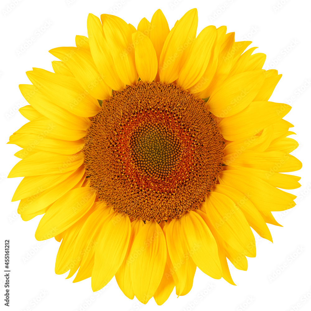 Obraz premium sunflower, isolated on white background, full depth of field, clipping path