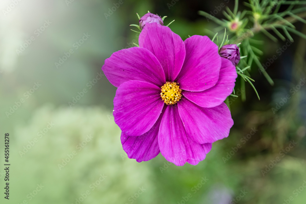 Summer flowers pink Cosmea flower - in Latin Cosmos Bipinnatus Summer flowers pink Cosmea flower - in Latin Cosmos Bipinnatus