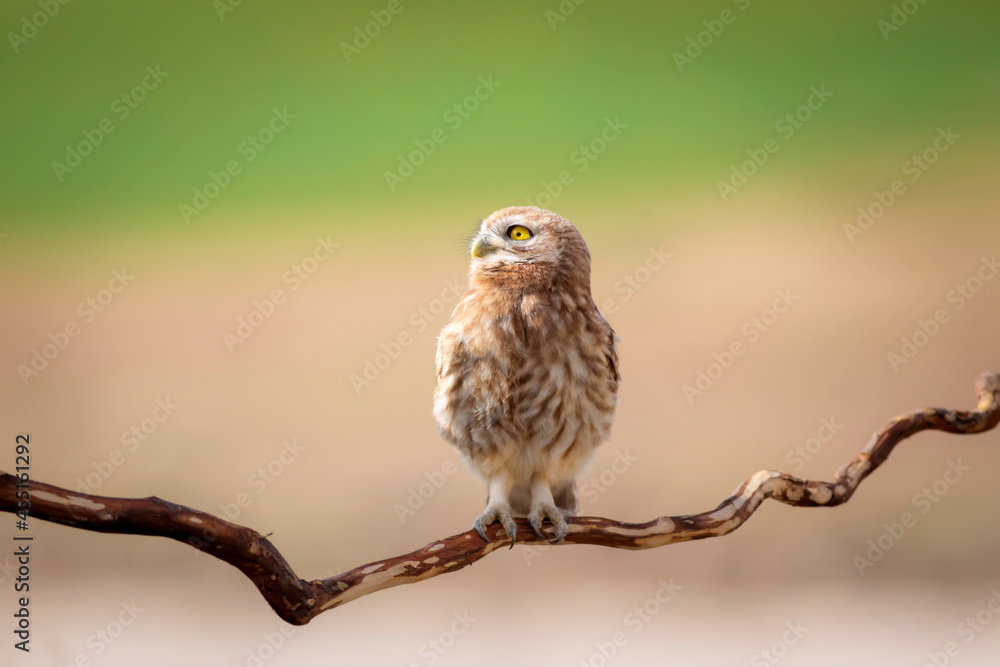 Little owl. Colorful nature background. Athene noctua. Little owl. Colorful nature background. Athene noctua.