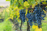 Blue grapes Cabernet Sauvignon in autumn vineyard, Southern Moravia, Czech Republic