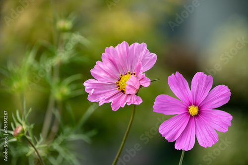 Summer flowers pink Cosmea flower - in Latin Cosmos Bipinnatus