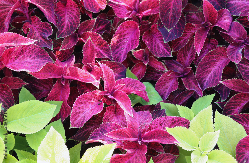 Pink and green plants in garden in macro style. Pink and green plants in garden in macro style.