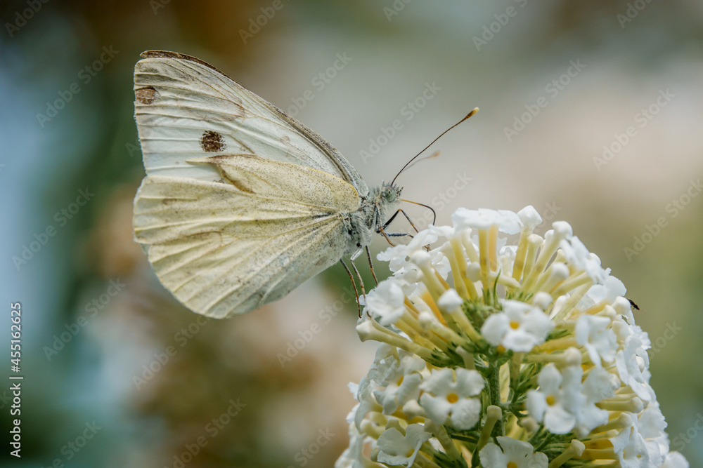 large white butterfly (Pieris brassicae) feeding on a white buddleja davidii (white profusion) butterfly bush, Wiltshire UK large white butterfly (Pieris brassicae) feeding on a white buddleja davidii (white profusion) butterfly bush, Wiltshire UK