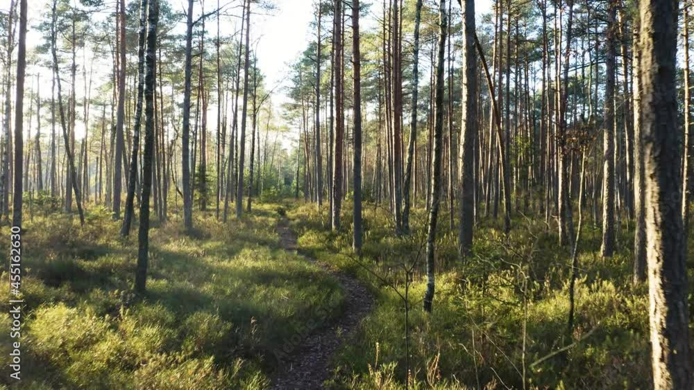 Drone shot flying on autumn forest. Slow flight in forest on fall season.
Drone shot flying on autumn forest. Slow flight in forest on fall season.