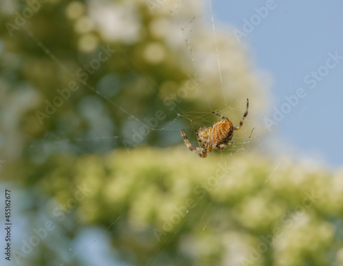 European garden spiders (Araneus diadematus) perform courtship dance and spider sex, suspended in a Buddleja butterfly bush, Wiltshire UK 