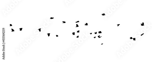 Valokuva A flock of flying birds. Vector illustration