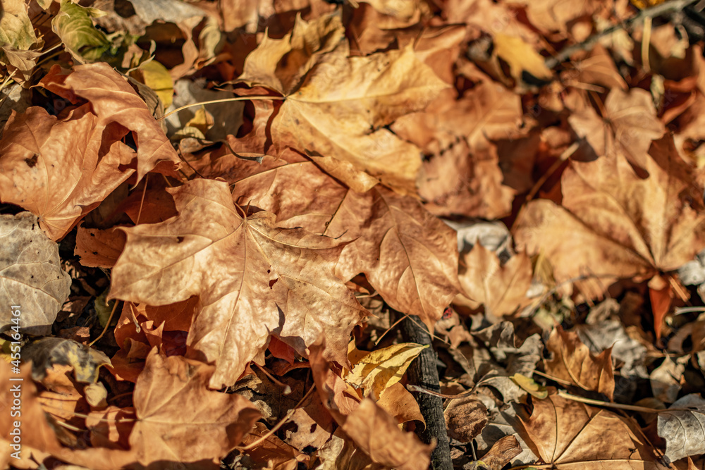 Autumn background, yellow and brown leaves on the ground. The structure of the leaves close up.