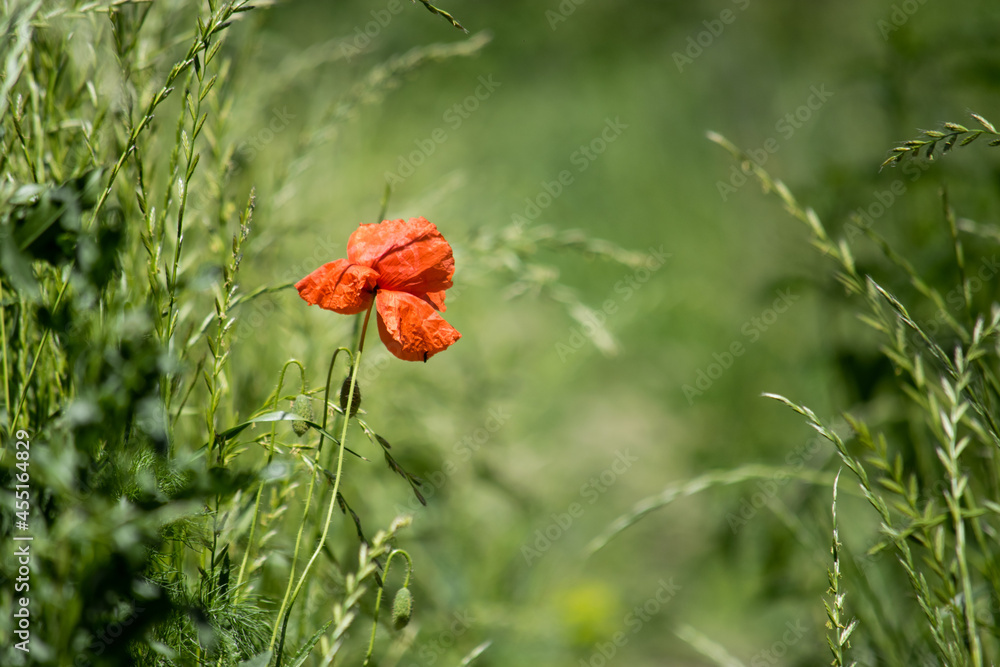 Fototapeta premium A red poppy flower that grows wild in the middle of a green field