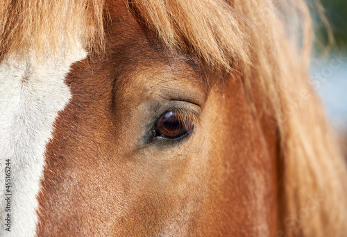 Close-up of horse eye  chestnut horse with white blaze