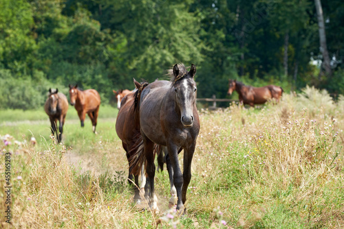 Horses walking in a line through a flowering meadow