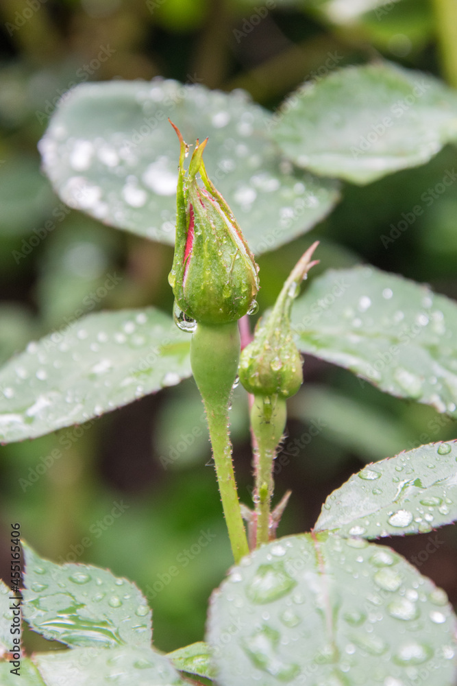 Naklejka premium A closed red rose flower just after the rain, on which there are still water droplets in the summer in the garden