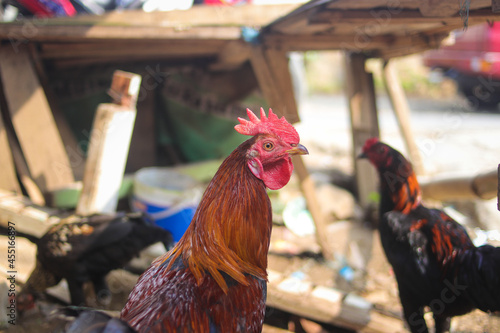 Pelung Chicken or Ayam Pelung (Pelung longcrower) is a poultry breed from Cianjur West Java, Indonesia. photo